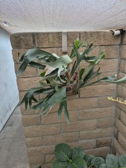 Staghorn Fern
