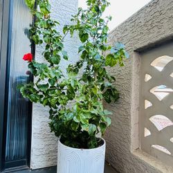 Potted Hibiscus Plant