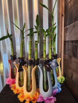 Plants
