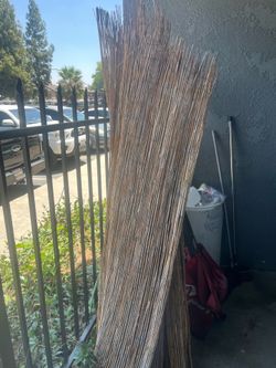 Bamboo