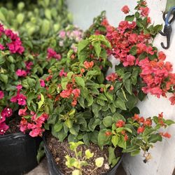 Bougainvilleas 7 Gal 