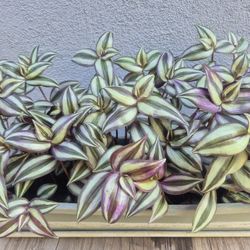 Wandering Jew Plant With Planter