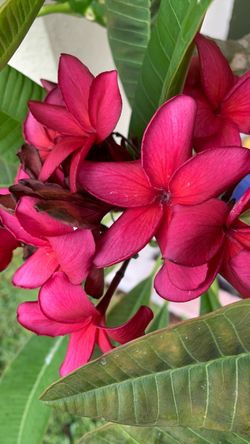 Irma Bryan plumeria