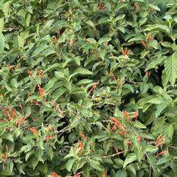 Plantas De Muicle Ho Sangre De Cristo O Insulina También Se Vende Hijas $10 Y 15 Cada 1