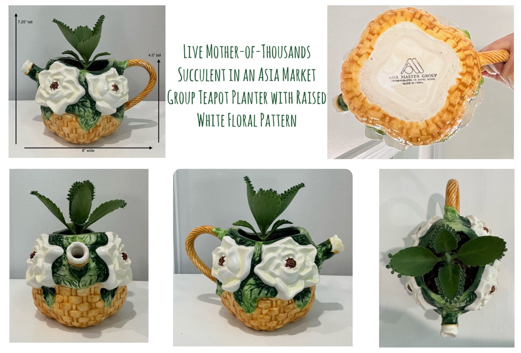 Live Mother-of-Thousands Succulent in Asia Market Group Teapot Planter w Raised White Floral Pattern