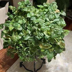 Indoor Real House Plant, Big As a Ball