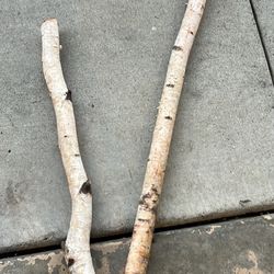 Birch Branches 