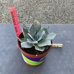 Artichoke Agave (Agave Parryi Truncate)