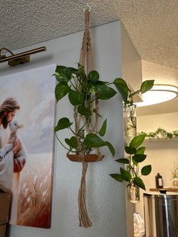 Healthy Pothos Plant Propagating in glass vase