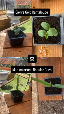 Seedling Starter