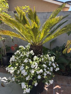 Sago Palm