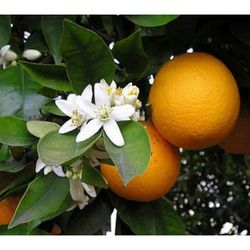 Ortanique Jamaican Oranges Grafted Dwarf Trees 3gal 
