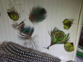 Peacock Feather Earrings  Or Feathers For Crafts