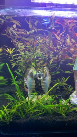 Aquarium stem plants