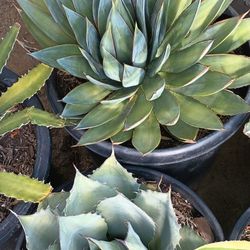 Agaves Plant.