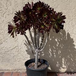 Succulent-Aeonium arboreum ‘Black Rose’