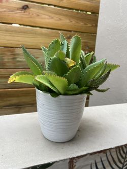 Beautiful Mother Of Millions Thousands Plant Planta 