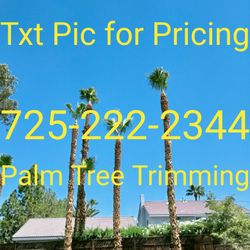 Palm Tree Trimming 🌴