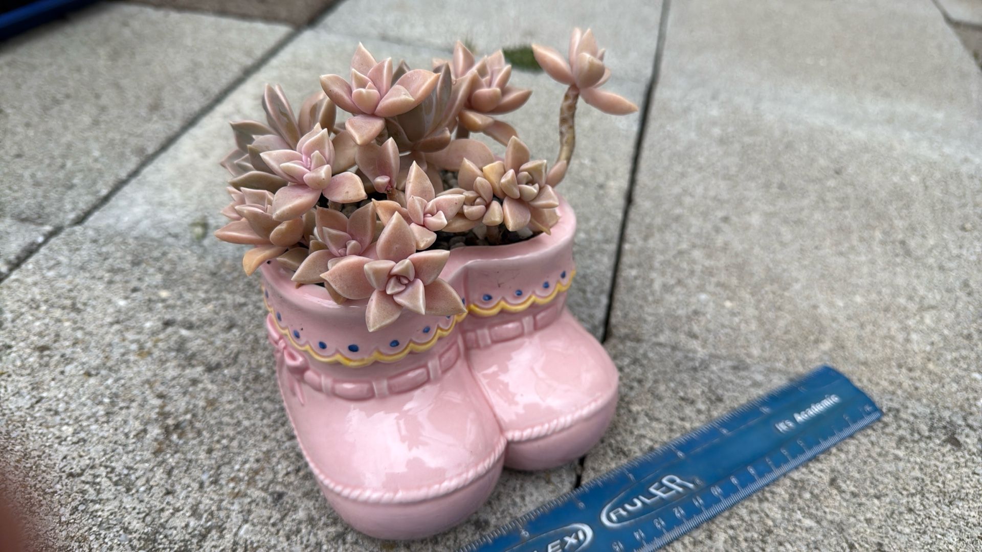 Succulent Plant 