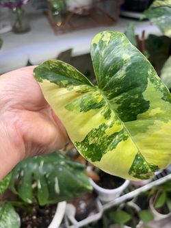 Variegated Burle Max