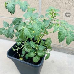 Tomato 🍅 🌱 Plants