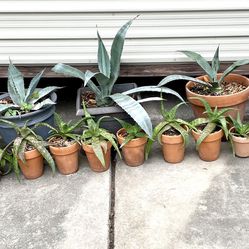 Full Set of Agave and Aloe (20 Plants with Pots)