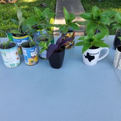 Different Plants - Diferentes plantas - $3 each 