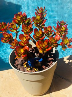 Red jade plant with grey pot