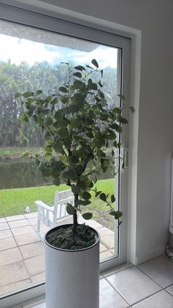 Plant