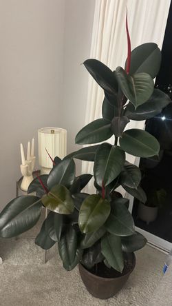 Ficus Plant for Sale 🌿 It’s a real plant
