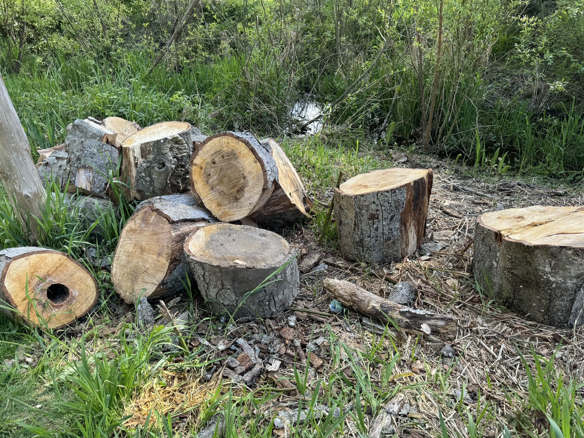 Free Wood- Alder Rounds - Firewood 