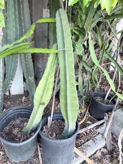 Potted Cactus Plants