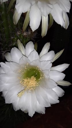 Cactus