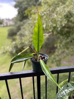 Philodendron Crassinervium