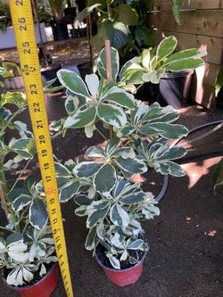 ~2ft Variegated Umbrella plant, 95820