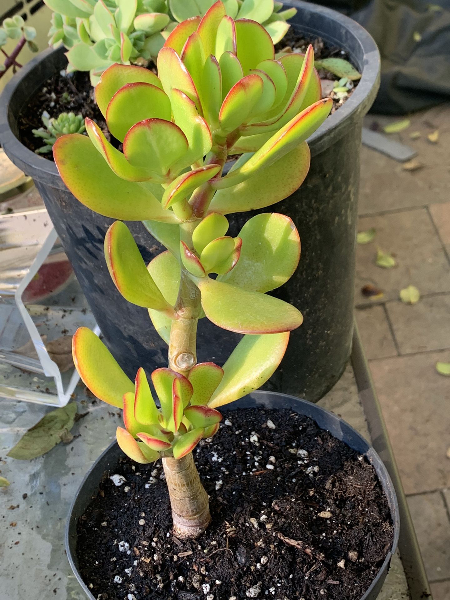 Live Jade Plant/ Crassula Ovata 