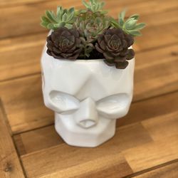 Succulent Skull Planter Arrangement 