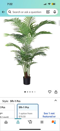 Palm Tree Plant With Pot