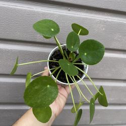 4” Pilea Money Plant 