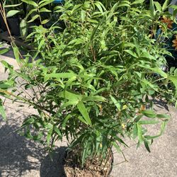 Bamboo Plant 