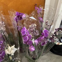 Beautiful Potted Orchids For Sale!