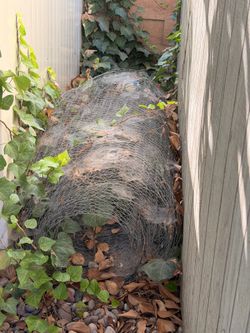 Chicken Wire