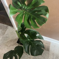 30-33” Tall Monstera Deliciosa Plants (price Is Each)