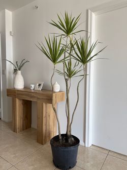 Dracaena Marginata Multi-Stem Plant