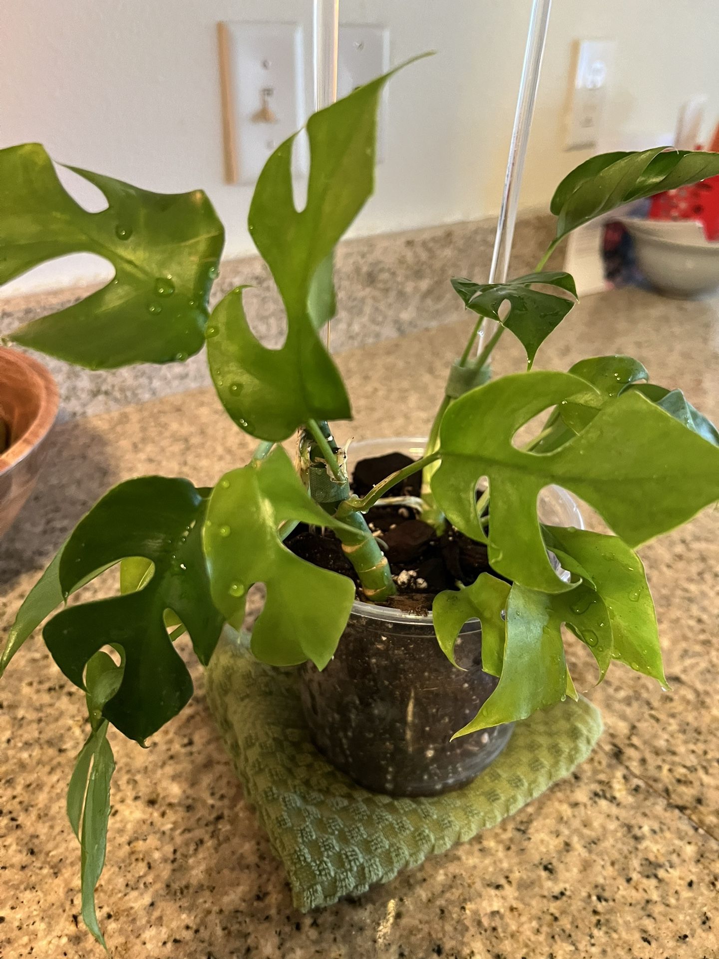 Monstera Tetrasperma Plant