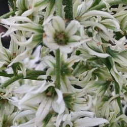Veratrum californicum** or **Veratrum viride**