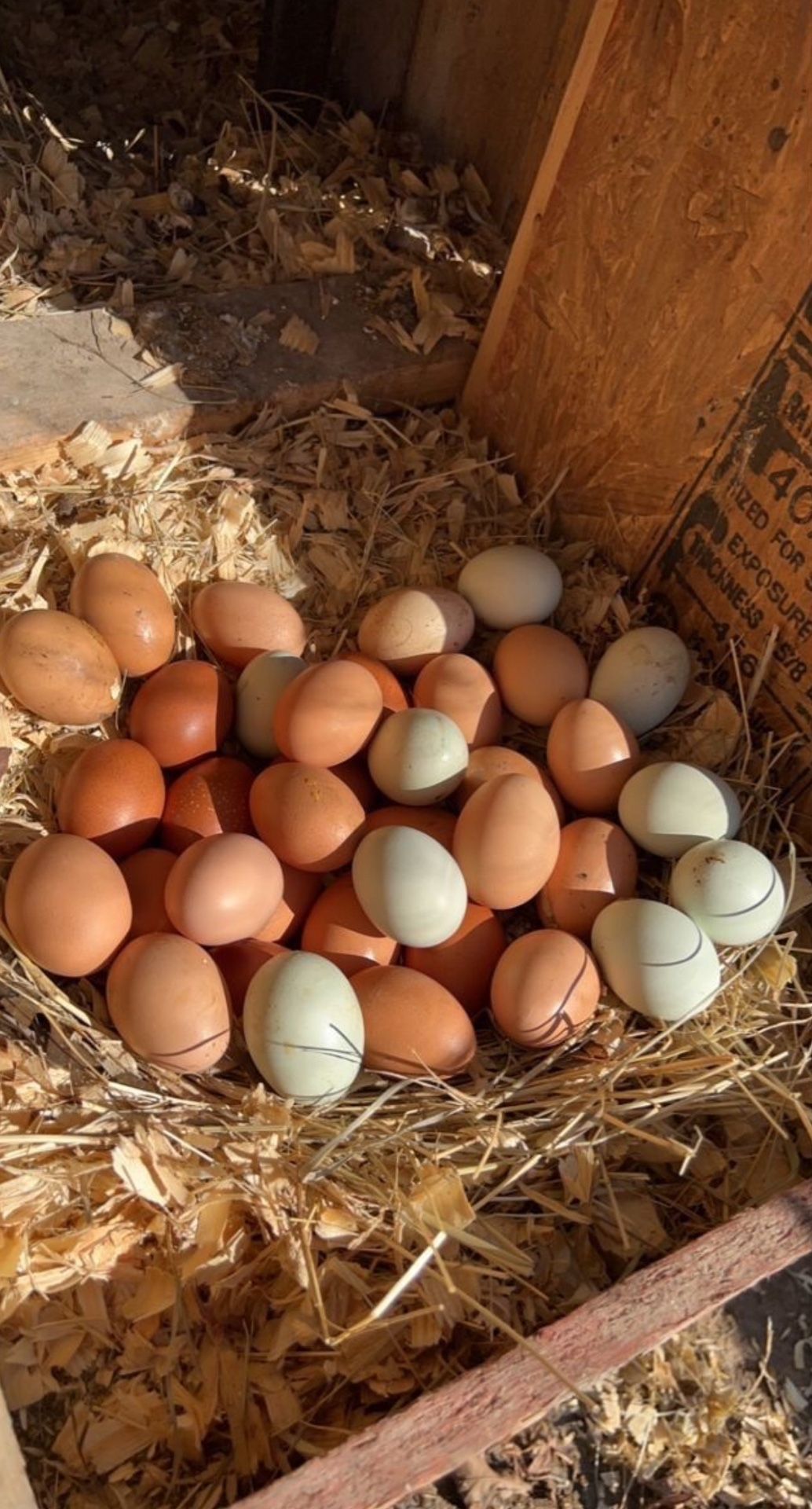 Fresh Farm Eggs