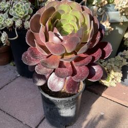 Large Succulent Plant
