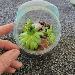 Fishbowl Planter !    A Great Gift Or Indoor /outdoor Planter