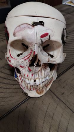 Skull